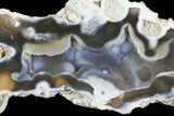 Unique, Agatized Fossil Coral Geode - Florida #66859-1